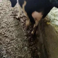 فروش یه گاوباگوساله