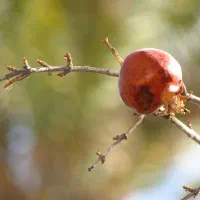 دوربین عکاسی و فیلمبرداری canon زوم بالا|دوربین عکاسی و فیلم‌برداری|شیراز, آزادی|دیوار