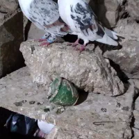 کبوتر|پرنده|بیستون, |دیوار