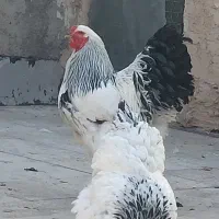 تخم مرغ برهما