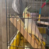 عروس هلندی دستی|پرنده|شیراز, دشت چنار|دیوار