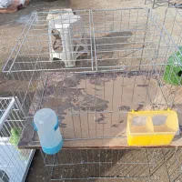 جفت کنی کبوترباقیمت مناسب اندازه مختلف