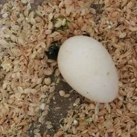 مرغ تخچه میم