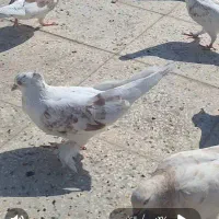 کبوتر گمشده((مژدگانی میدم به یابنده))|حیوانات|تهران, باغ خزانه|دیوار