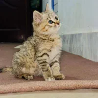 گربه گمشده|حیوانات|دورود, |دیوار