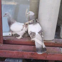 کفتر پلاکی و بهبهانی