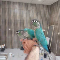 جوجه گرینچیک تراکوییس نرمال(آبی) دستی|پرنده|بندر ماهشهر, |دیوار
