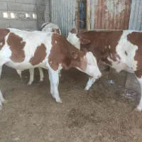 خریدوفروش گوساله.