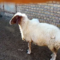 میش و بره ماده