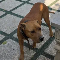 پیت بول|سگ|شهریار, بکه|دیوار