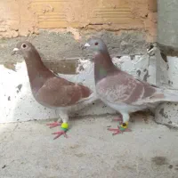 20آلمانی1ماده بقیه نرباهم دانه550تهش جفت اوقون2تهش