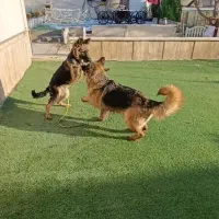 پانسیون سگ و گربه ، باغستان شهریار ، فضای باز