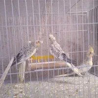 پرنده هروس هلندی