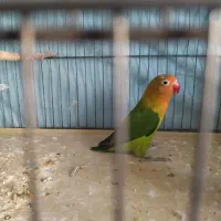 طوطی برزیلی ماده