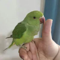 همکار پرنده