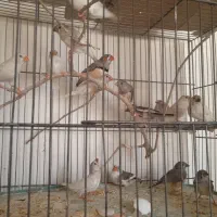 دوجفت نروماده الببنو و تعدادی فنج بالغ ونروماده|پرنده|شهرضا, |دیوار