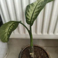 گل طبیعی|گل و گیاه طبیعی|ایلام, |دیوار