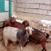 ۵عدد بز جوان بوغاز ویلینی برای نگه داشتن