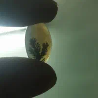 سنگ شجر قاعن