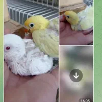 کاردرمنزل استخدام خانم آقا تولید طوطی کوتوله|پرنده|مشهد, فاطمیه|دیوار