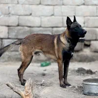 سگ مالینویز بلژیکی