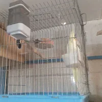 عروس هلندی نرو ماده باتخم وجوجه هاش