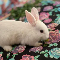 خرگوش|موش و خرگوش|مراغه, |دیوار