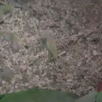 شاه طوطی گرنچیک راهب|پرنده|گلستان (تهران), |دیوار