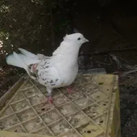 پشتی پشت سور|پرنده|کهنوج, |دیوار