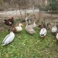 اردکهای پروازی|حیوانات مزرعه|اهواز, امانیه|دیوار