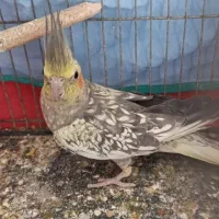 عروس هلندی ماده