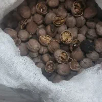 گردوه کاغذی تازه امسال