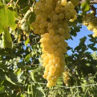 باغ انگور داربستی|فروش دفتر صنعتی، کشاورزی، تجاری|دشتابی, |دیوار