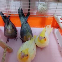 فروش عروس هلندی
