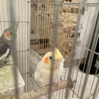 عروس هلندی|پرنده|کرج, کارخانه قند|دیوار