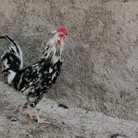 مرغ وخروس گلین|حیوانات مزرعه|شیراز, شهرک گلها|دیوار