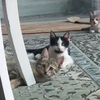 واگذاری ۴ توله گربه ۳ماهه