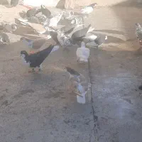 ۳۰ تا پرشی رنگی