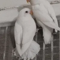 طوطی برزیلی