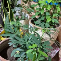 انواع گل ها|گل و گیاه طبیعی|الوند, |دیوار