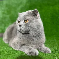 اسکاتیش نر برای جفت گیری|گربه|قزوین, |دیوار