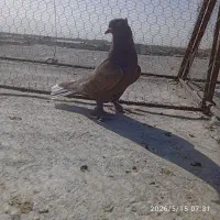 چهارتا کفتر ماده