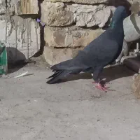 کبوتر صید|حیوانات|تربت‌حیدریه, شهید قرنی|دیوار