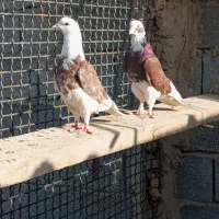 کفتر تهرانی همه جور خال کفتر هم موجود هست