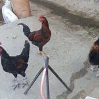خروس کردی