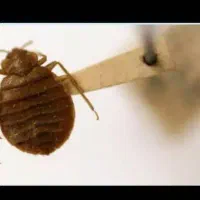 ریشه کنی ساس