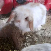 خرگوش لووپ اصیل توله|موش و خرگوش|بردسیر, |دیوار