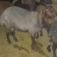 فروش بره نر فوری