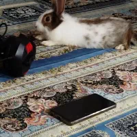 فروشنده خرگوش