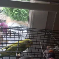 یک عدد مرغ عشق ماده زرد خوشگل